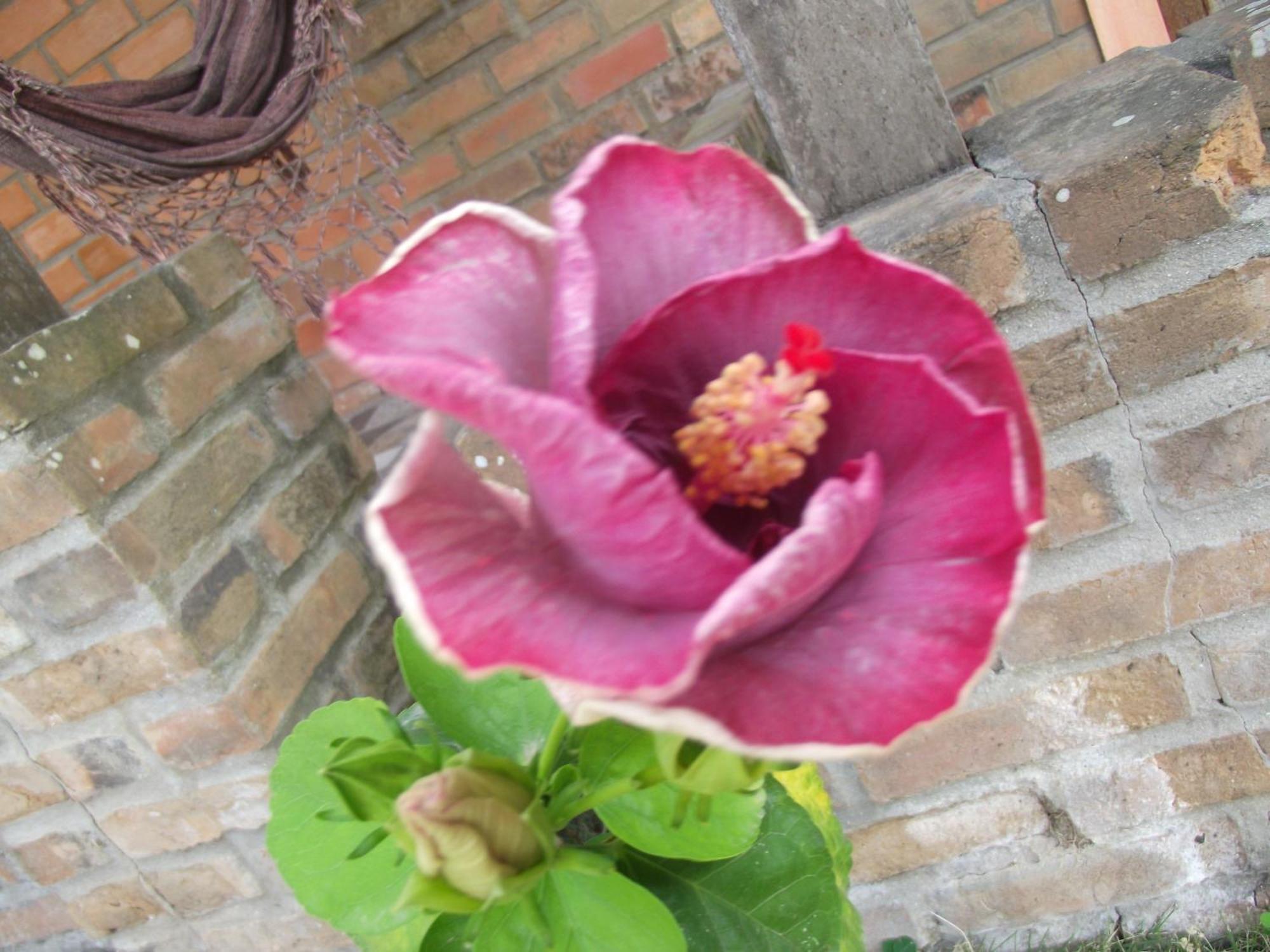 Pouzada Bom Clima - Servimos Cestas De Cafe Da Manha - Melhor Custo Beneficio Em Gravata Exterior foto